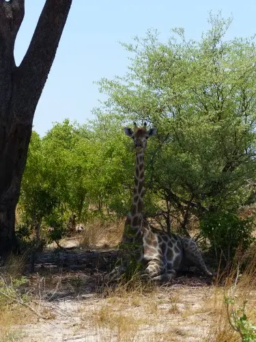 Giraffe.JPG