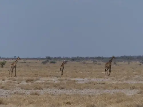 Giraffenwandern.JPG