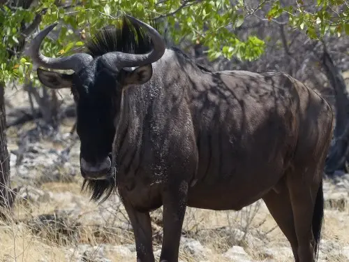 Gnu.jpg