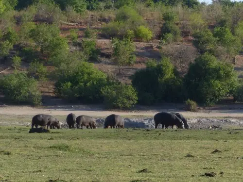 Hippos.JPG