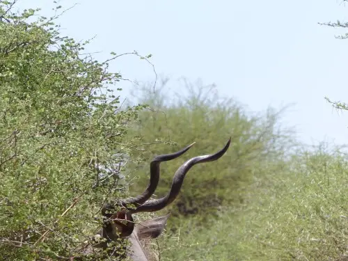 Kudu.JPG