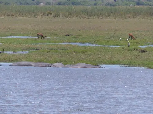 MehrHippos.JPG