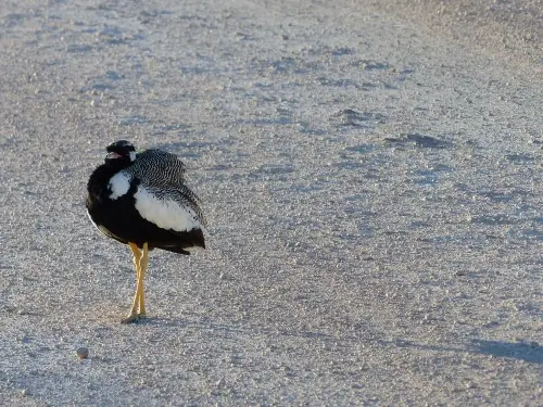 Sekretär.JPG