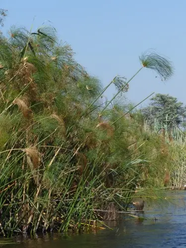 Ufer.jpg