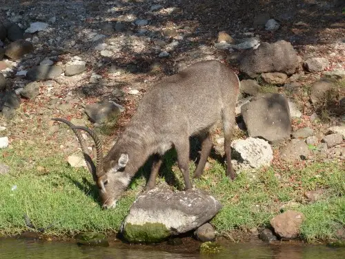 Wasserbock-2.JPG