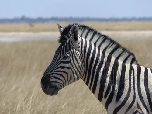 Zebra.JPG