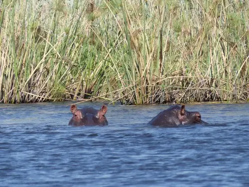 zweiHippos.jpg