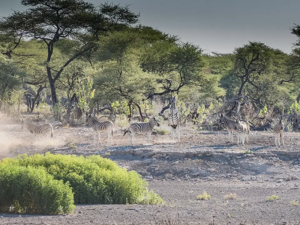 k-Namibia2019(350).jpg