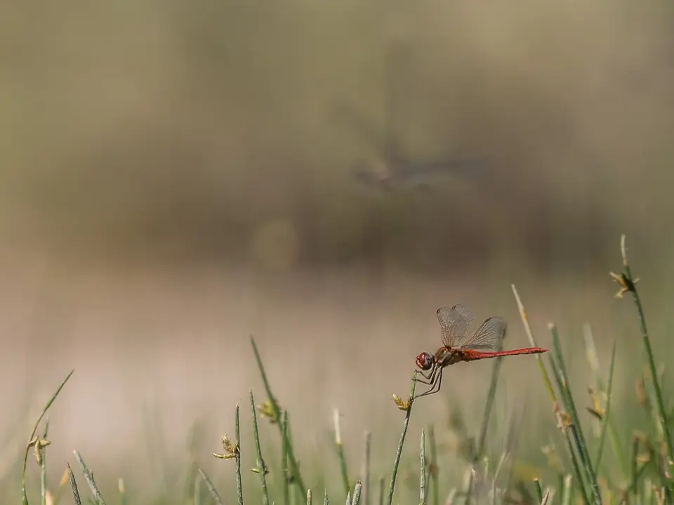 k-Namibia2019(359).jpg
