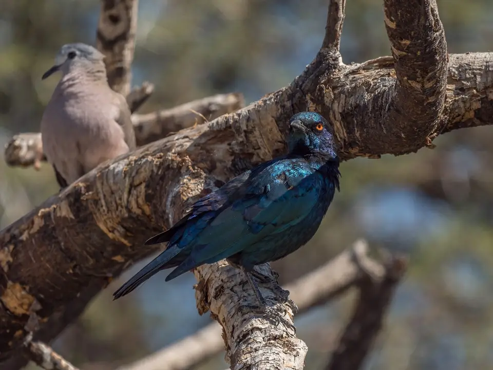 k-Namibia2019(365).jpg