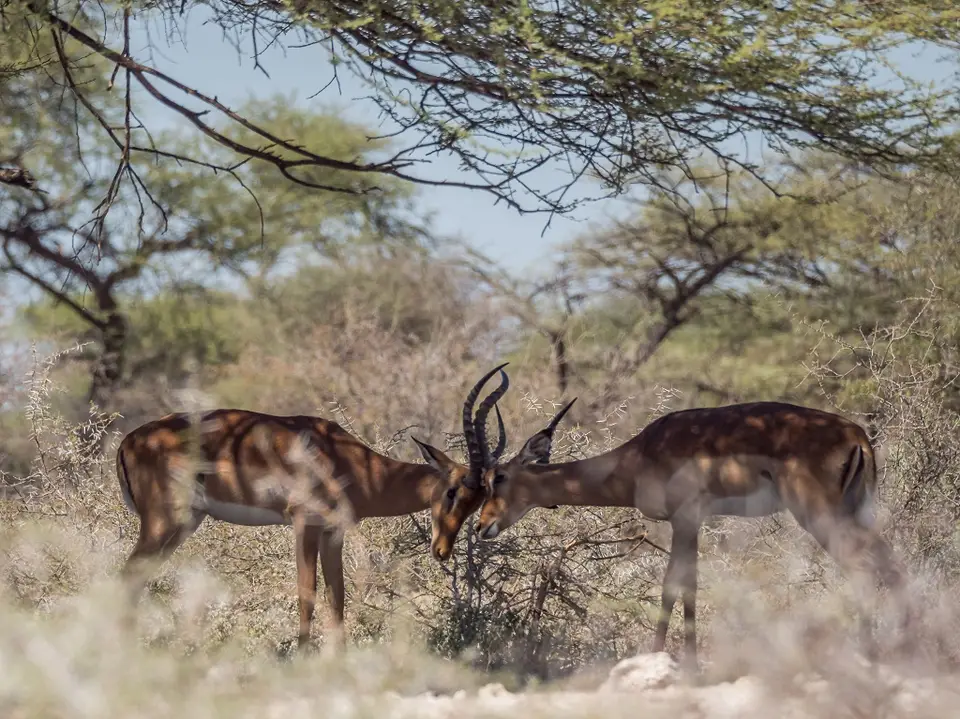 k-Namibia2019(366).jpg