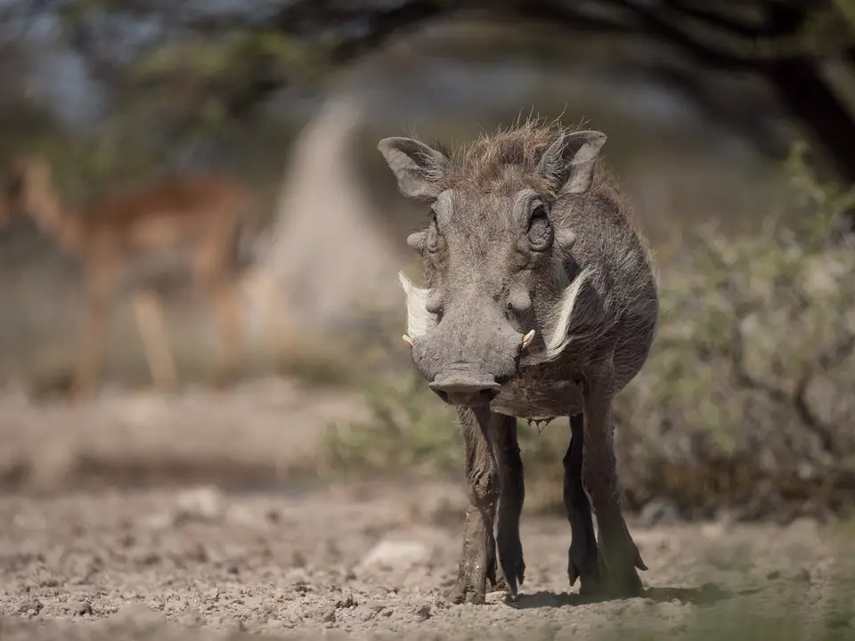 k-Namibia2019(367).jpg