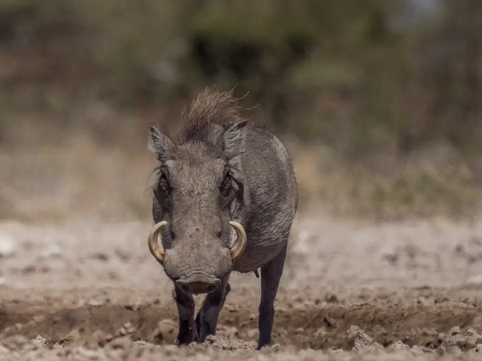 k-Namibia2019(368).jpg