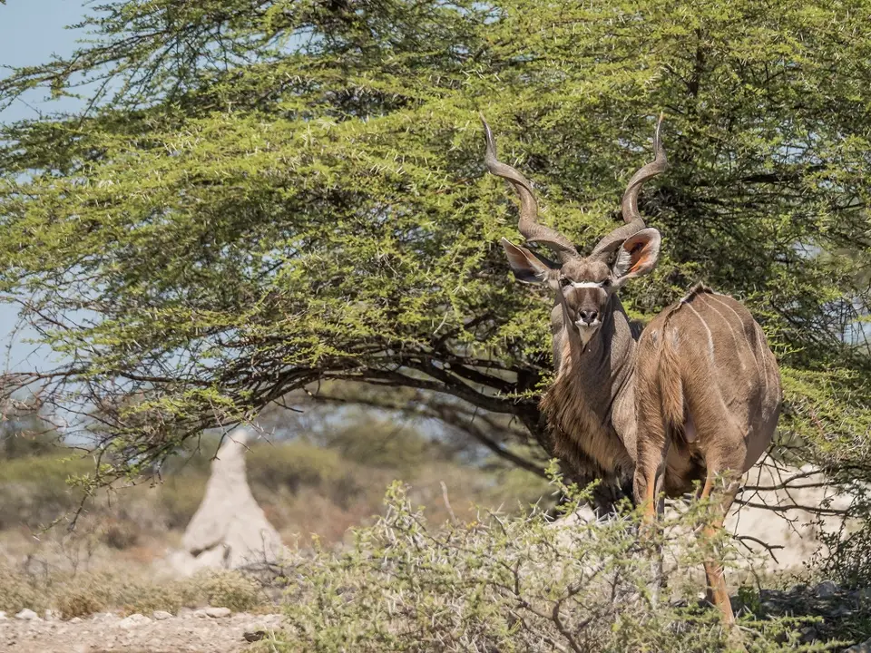 k-Namibia2019(369).jpg