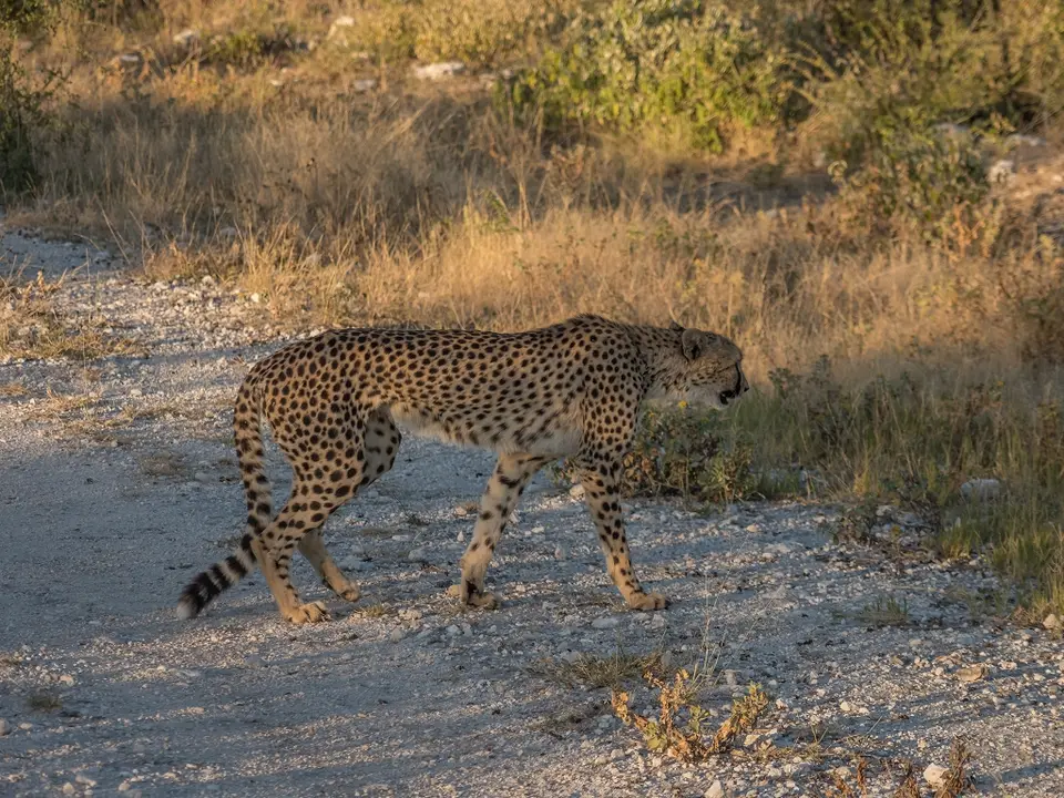 k-Namibia2019(370).jpg