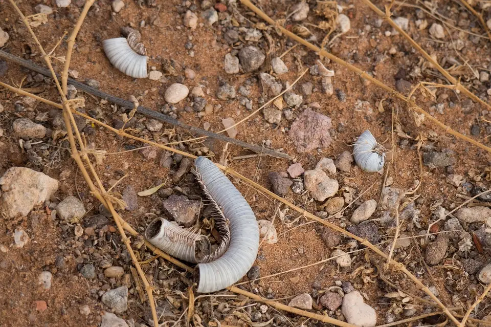 k-Namibia2019(39).jpg