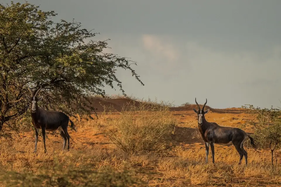 k-Namibia2019(43).jpg