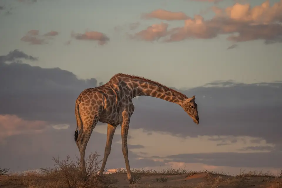 k-Namibia2019(48).jpg