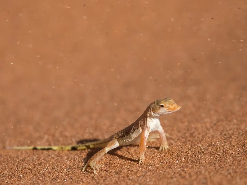 k-Namibia2019(55).jpg