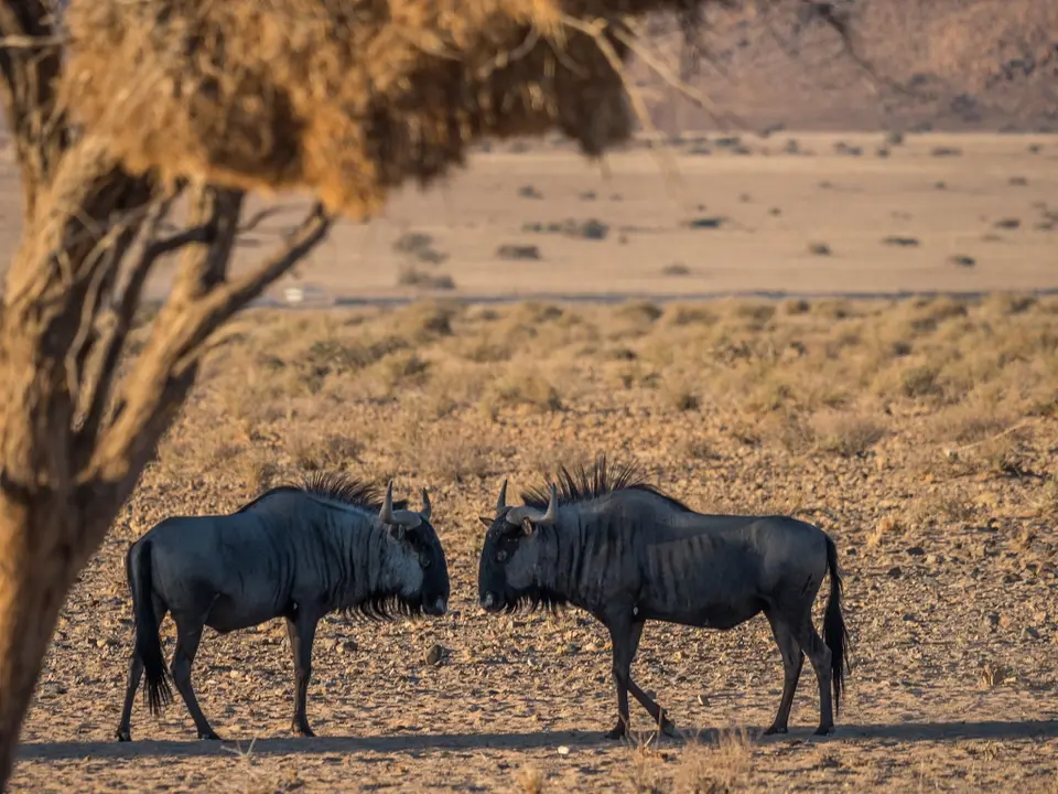 k-Namibia2019(93).jpg
