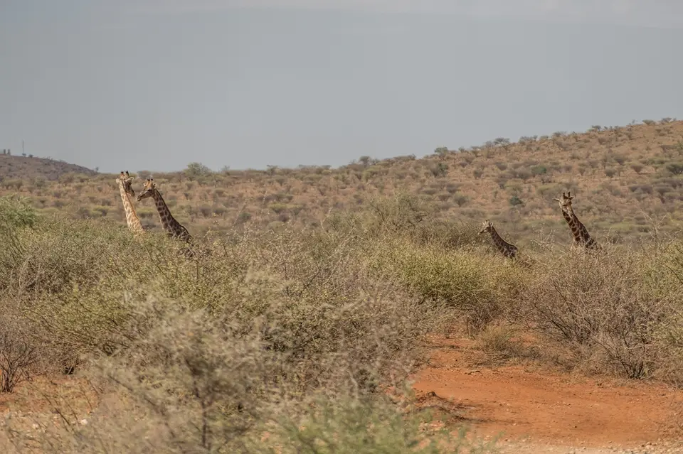 k-NamibiaimFrühjahr2019(24).jpg