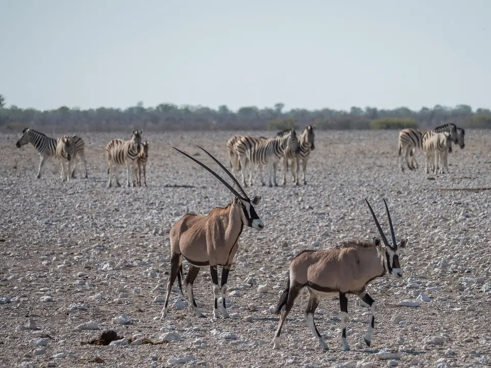 k-NamibiaimFrühjahr2019(479).jpg