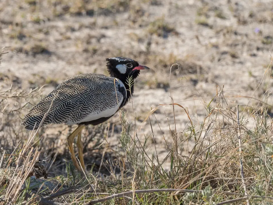 k-NamibiaimFrühjahr2019(505).jpg