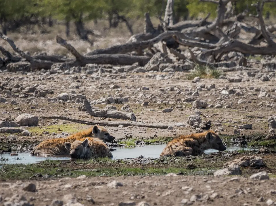 k-NamibiaimFrühjahr2019(542).jpg