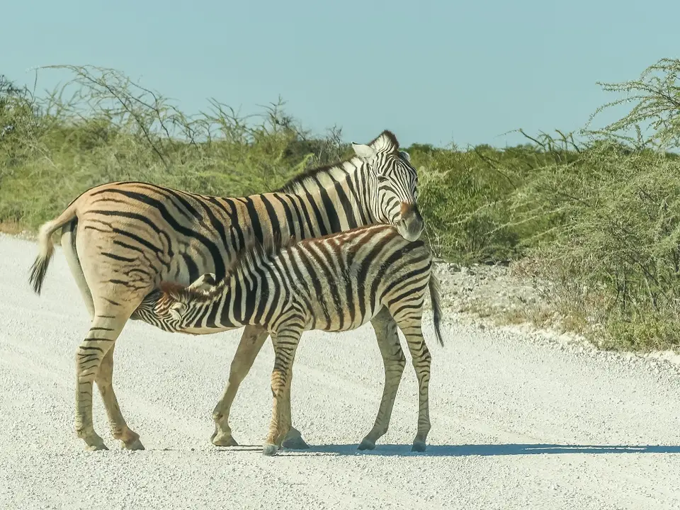 k-NamibiaimFrühjahr2019(547).jpg
