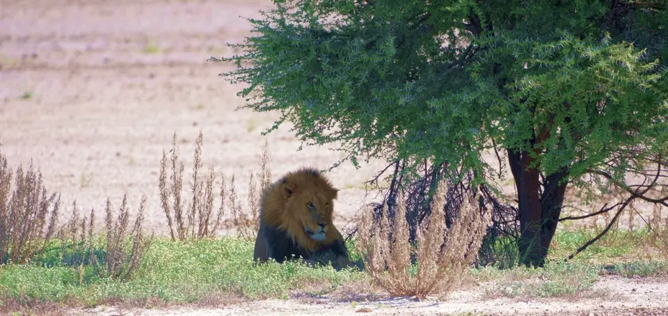 lion.jpg