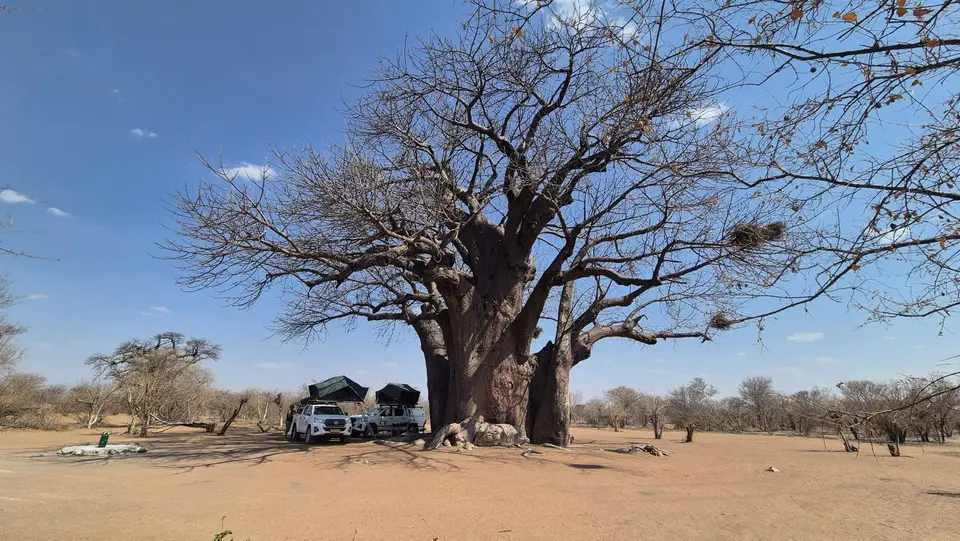 Baobab.jpg