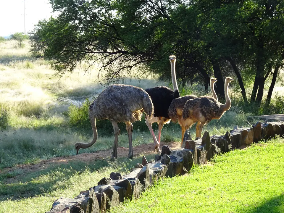 11Strauße-AuasSafariLodge,Namibia.jpg