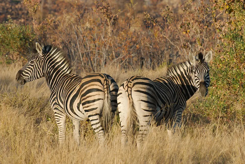 20ZebrasWelgevonden.jpg