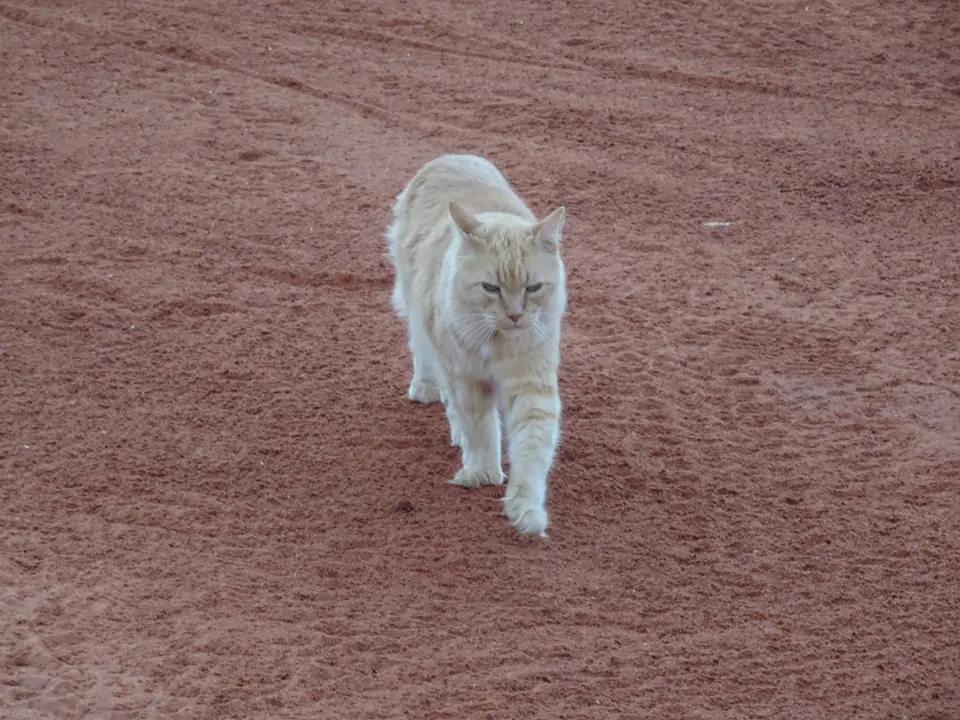 21BagatelleKatze.JPG