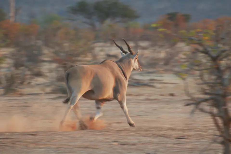 23Elenantilope-SelbstfahrerBotswana.jpg