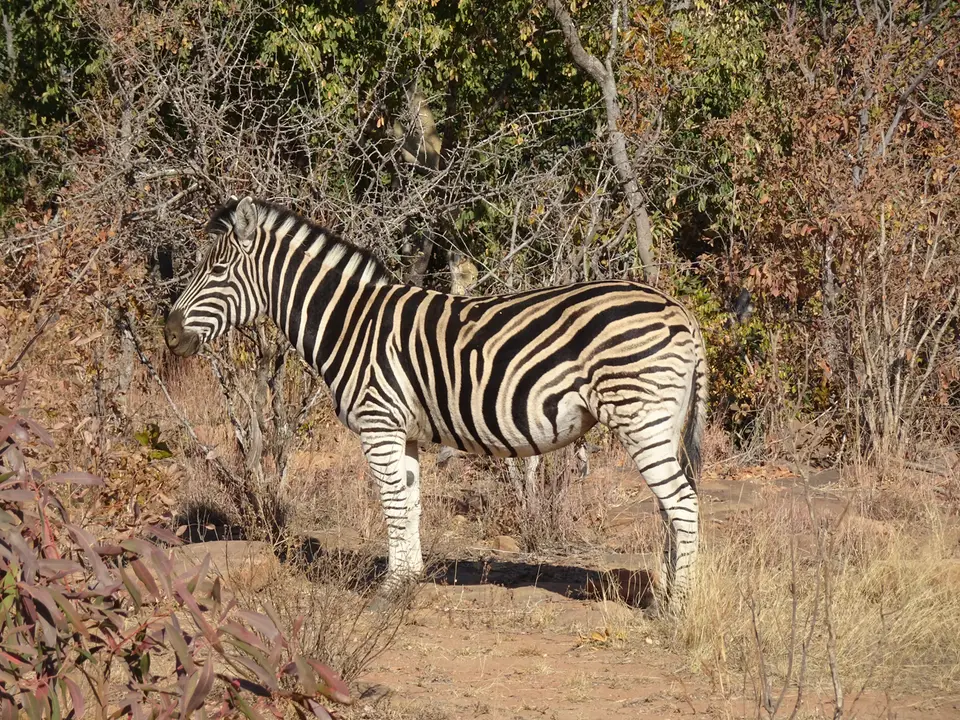 28Zebra.JPG