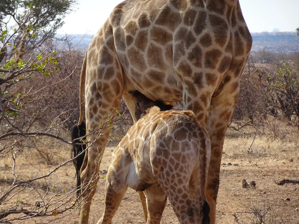 29.2GiraffenMapungubweNP-KalahariCalling.JPG