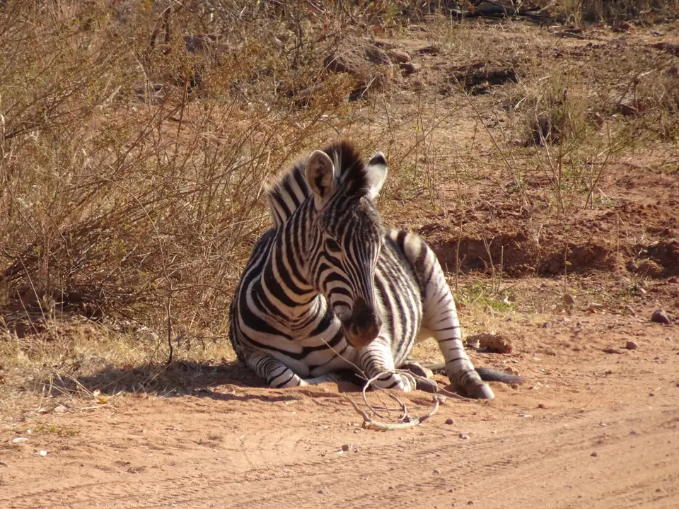 29Zebrafohlen.JPG
