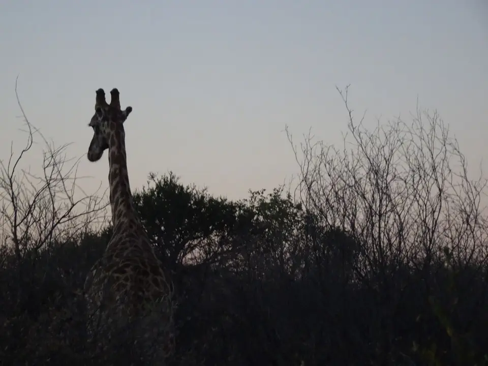 30.2Giraffe.JPG