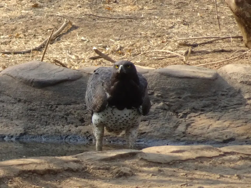 30MartialEagle-SeroloSafariCamp.JPG