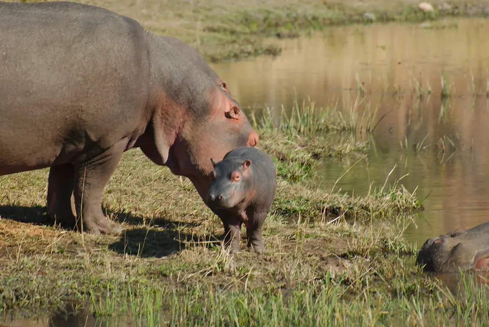 31HippoMotherandCalf.jpg