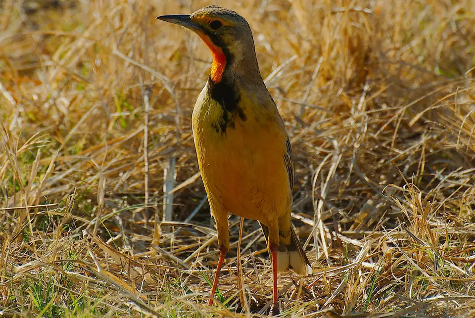 34.2Sekala_Webervogel.jpg