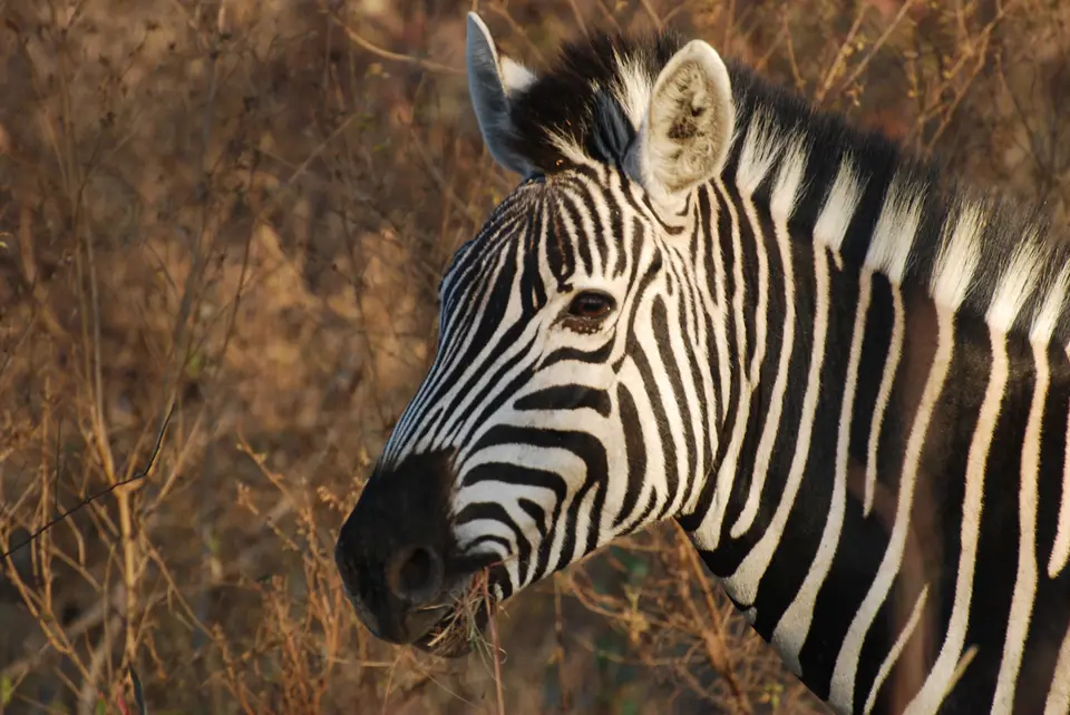 38Zebraportrait.jpg