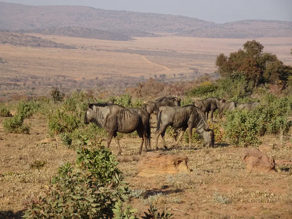 43Gnus.JPG