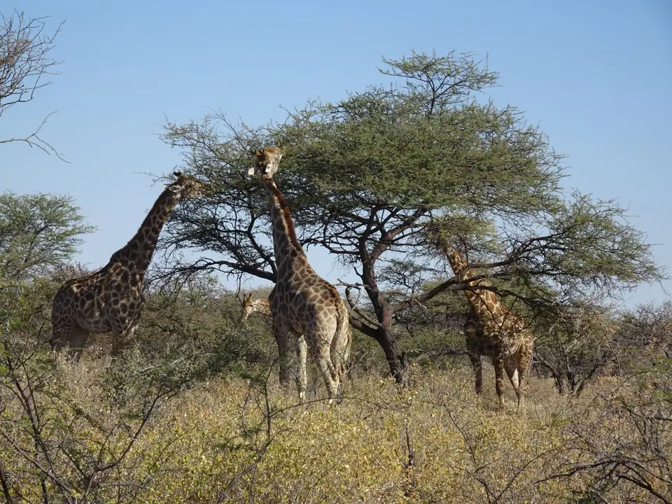 50Giraffen.JPG