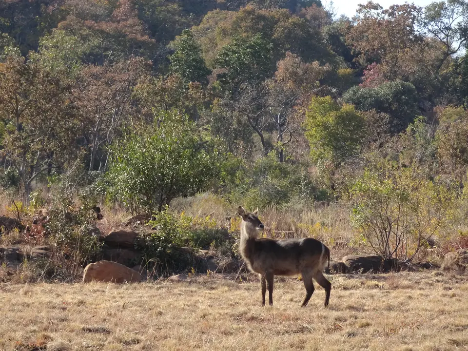50Waterbuck.JPG