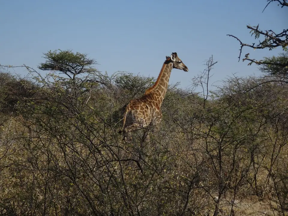 51Babygiraffe.JPG