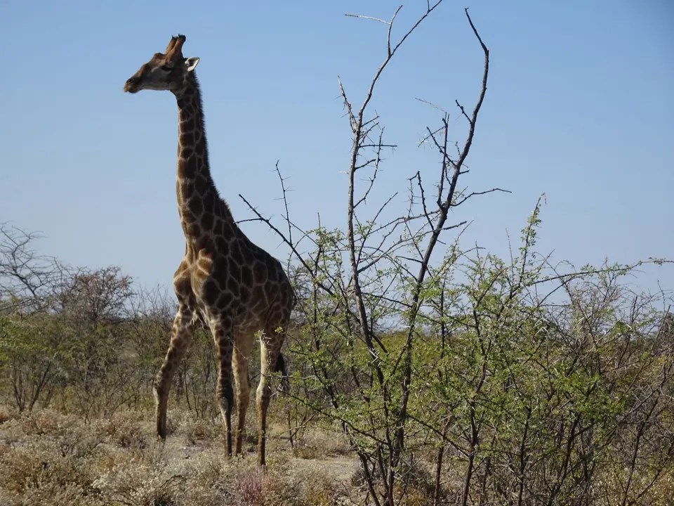 52Giraffe.JPG