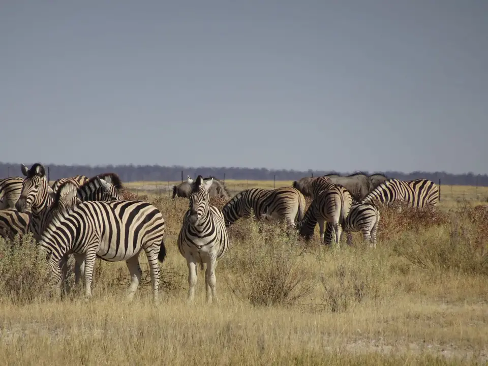 53Zebras.JPG