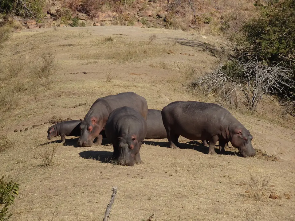 54Hippos.JPG